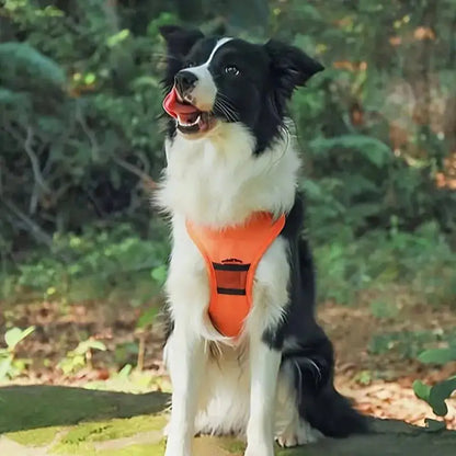 Comfy Walk Harness And Leash